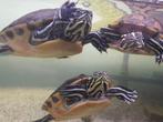 3 Waterschildpadden, Schildpad, 3 tot 6 jaar