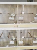 Broedkooien en meerdere vogel benodigdheden., Dieren en Toebehoren, Ophalen, Gebruikt, Hout, Broedkooi of Kweekkooi