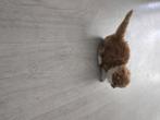 Kittens, Dieren en Toebehoren, Meerdere dieren