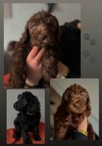 Labradoodle pups 🐾🤎🐾, Dieren en Toebehoren, Overige rassen, 8 tot 15 weken, Meerdere, Meerdere dieren