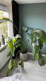 Bananenplant (strelitzia), Overige soorten, Halfschaduw, Ophalen
