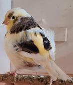 Koppel Glosters, Dieren en Toebehoren, Meerdere dieren, Postuurkanarie