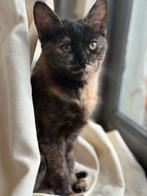 Lieve kitten zusjes zoeken een huisje, Dieren en Toebehoren, Katten en Kittens | Overige Katten, Poes