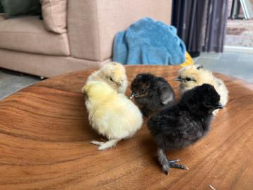 Zijdehoen Kriel kuikens (ongebaard) beschikbaar voor biedingen