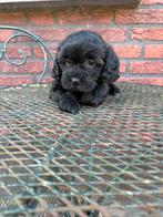 Boomer pups, Dieren en Toebehoren, Honden | Chihuahua's en Gezelschapshonden, Overige rassen, CDV (hondenziekte), 8 tot 15 weken