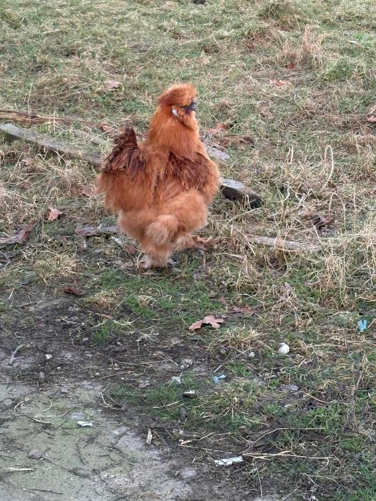 Zijderhoender haantjes 1 jaar oud apart of samen, Mannelijk, Kip