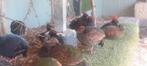 roulrouls, Meerdere dieren, Tropenvogel, Geringd