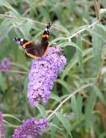 Vlinderstruiken / buddleja jonge planten beschikbaar voor biedingen