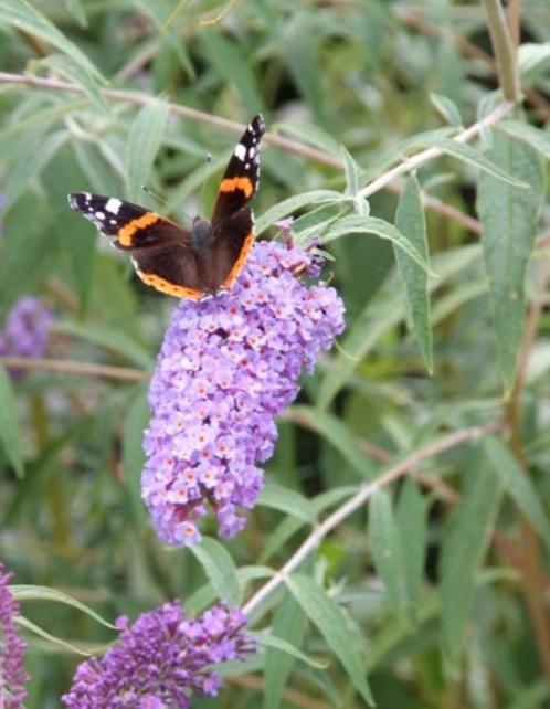 Vlinderstruiken / buddleja jonge planten, Tuin en Terras, Planten | Struiken en Hagen, Struik, Vlinderstruik, 100 tot 250 cm, Ophalen