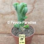 Super monster San Pedro Cactussen (monstruosus / monstrosus), Cactus, Minder dan 100 cm, Halfschaduw, In pot