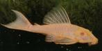 albino plectostomus 15-17 cm €45,00, Vis, Zoetwatervis