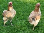 Trio araucana tarwe, bolstaart en toefjes, groene eieren, Dieren en Toebehoren, Pluimvee, Meerdere dieren, Kip
