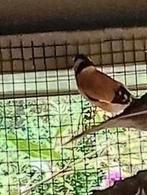 Putter, Mannelijk, Wildzangvogel