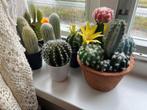 GEZOCHT gratis nepcactussen, Huis en Inrichting, Woonaccessoires | Kunstplanten en Kunstbloemen, Ophalen, Gebruikt, Binnen