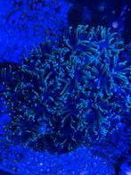 Euphyllia glabrescens / Torch Indo Golden, Overige typen, Zoutwatervis