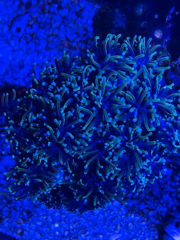 Euphyllia glabrescens / Torch Indo Golden beschikbaar voor biedingen