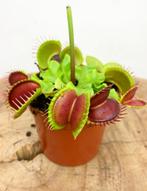 Premium Zeldzame Zaden, Tuin en Terras, Bloembollen en Zaden, Ophalen of Verzenden, Volle zon