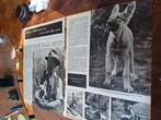 Artikel Rick Linn 20 wolfshonden Sint Pietersberg 1951, Verzamelen, Ophalen of Verzenden, 1940 tot 1960, Knipsel(s)