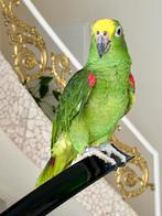 Te koop : Geelvoorhoofd Amazone Papegaai, Dieren en Toebehoren, Vrouwelijk, Papegaai, Tam