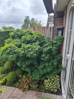 Japanse esdoorn 'mikawa yatsubusa' (tuinbonsai), Tuin en Terras, Planten | Bomen, Ophalen, Bloeit niet, Halfschaduw, Overige soorten