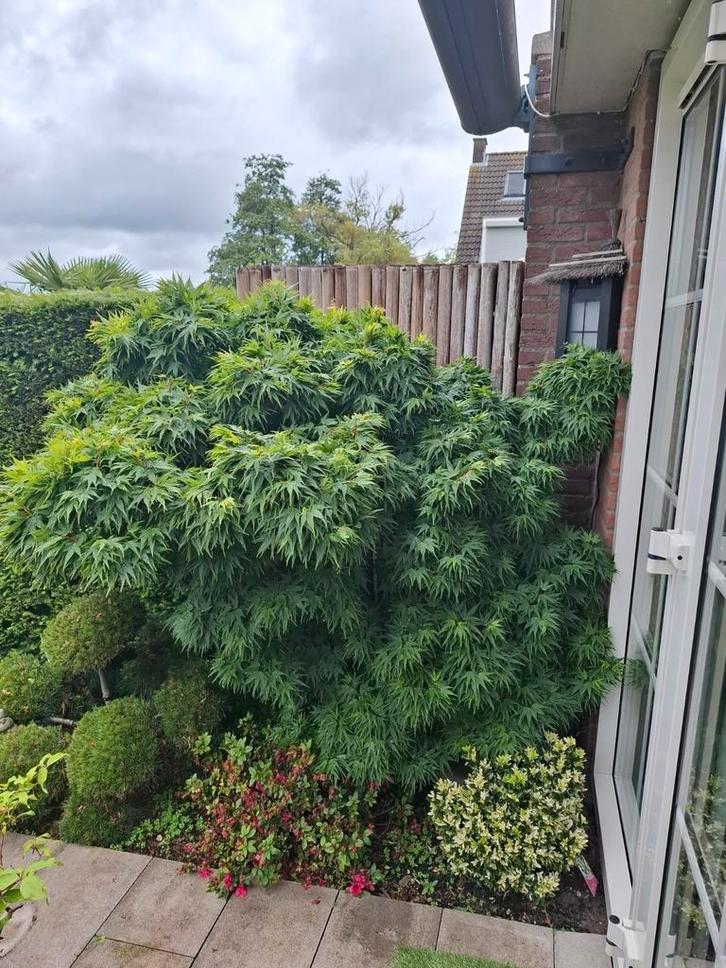 Japanse esdoorn 'mikawa yatsubusa' (tuinbonsai), Tuin en Terras, Planten | Bomen, Overige soorten, Halfschaduw, Bloeit niet, Ophalen