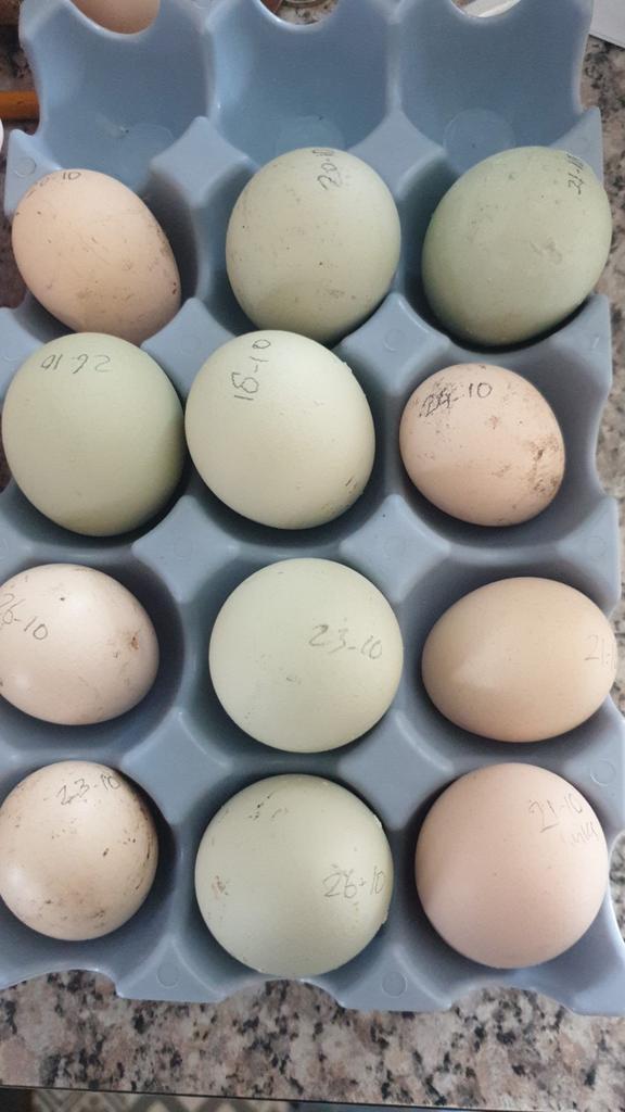 Broedeieren, zijdehoen en groenlegger x schijndelaar, Dieren en Toebehoren, Pluimvee, Kip, Geslacht onbekend