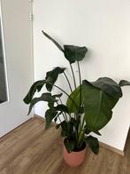 Strelitzia Augusta plant for sale, Huis en Inrichting, Kamerplanten, Overige soorten, 150 tot 200 cm, In pot, Volle zon