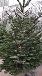 Kerstbomen in pot vanaf € 10,00, Tuin en Terras, Planten | Bomen, Overige soorten, 100 tot 250 cm, Zomer, Ophalen