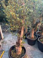 Olijfbomen Aanbieding! De laatste extra korting, Ophalen of Verzenden, 100 tot 250 cm, Olijfboom, Zomer