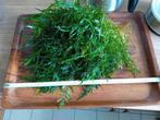 Zeer grote heudelotii  plant 30 cm groot, Ophalen of Verzenden, Zo goed als nieuw, Plant(en), Steen of Hout
