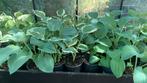 Hosta te koop, Tuin en Terras, Ophalen, Zomer, Overige soorten, Halfschaduw