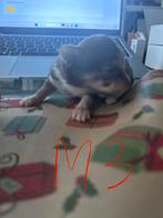 Chihuahua pups, November, Meerdere dieren