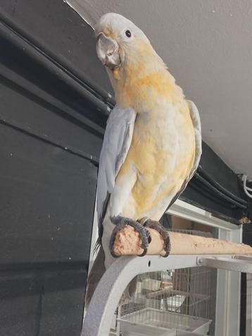 Tamme hybride kakatoes kakatoe mannen met dna en getest op a beschikbaar voor biedingen