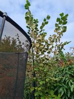 GRATIS MOOIE Hazennootboom, Tuin en Terras, Planten | Bomen, Ophalen, Volle zon, Overige soorten