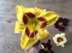 Daglelie hemerocallis ideale winterharde zomer bloeiende, Zomer, Ophalen of Verzenden, Overige soorten, Volle zon