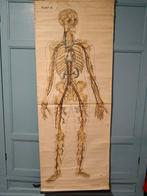 Anatomie poster EHBO, Ophalen, Natuur en Biologie