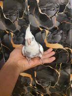 Tamme valkparkiet, Dieren en Toebehoren, Geslacht onbekend, Parkiet