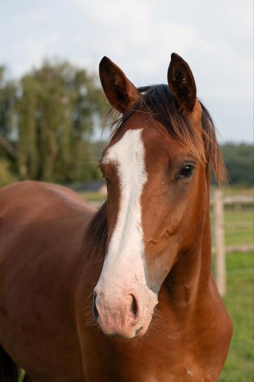 Veelbelovende 1,5-jarige hengst: sociaal, lief en allround, Dieren en Toebehoren, Paarden, Hengst, Minder dan 160 cm, 0 tot 2 jaar