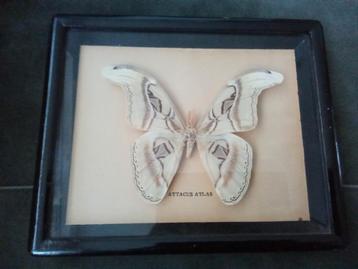 Atlas vlinder in lijst beschikbaar voor biedingen