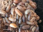 Porcellio scaber 'Lemonade' (Orins line), Dieren en Toebehoren, Insecten en Spinnen, Overige soorten