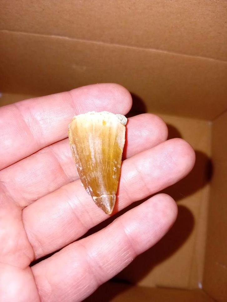 Mosasaurus tand, Verzamelen, Mineralen en Fossielen, Fossiel, Ophalen of Verzenden