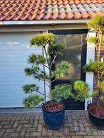 Japanse Bonsai Pinus nigra, Overige soorten, Volle zon, Vaste plant, Ophalen of Verzenden
