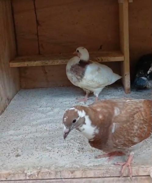 Haagse tilduif pieperjes, Dieren en Toebehoren, Vogels | Duiven, Meerdere dieren