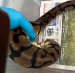 1.0 ballpyhton, Dieren en Toebehoren, Reptielen en Amfibieën