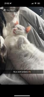 Lieve kater zoekt een fijne plek, Dieren en Toebehoren, Katten en Kittens | Overige Katten, Kater, Kortharig, 3 tot 5 jaar