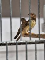 3 jonge binsen astrildes, Dieren en Toebehoren, Geslacht onbekend, Tropenvogel