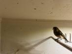 Bloemputter x kanarie mannen en poppen, Dieren en Toebehoren, Vogels | Overige Vogels, Meerdere dieren, Wildzangvogel, Geringd