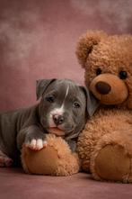 Hoog segment American bully pups ABKC stambomen 2 teefjes, Dieren en Toebehoren, Honden | Bulldogs, Pinschers en Molossers, Overige rassen