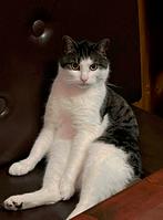 Leuke kater – wit met grijs, speels en slim, 3 tot 5 jaar