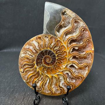 Prachtige gepolijste ammoniet (CC) inclusief standaard. beschikbaar voor biedingen